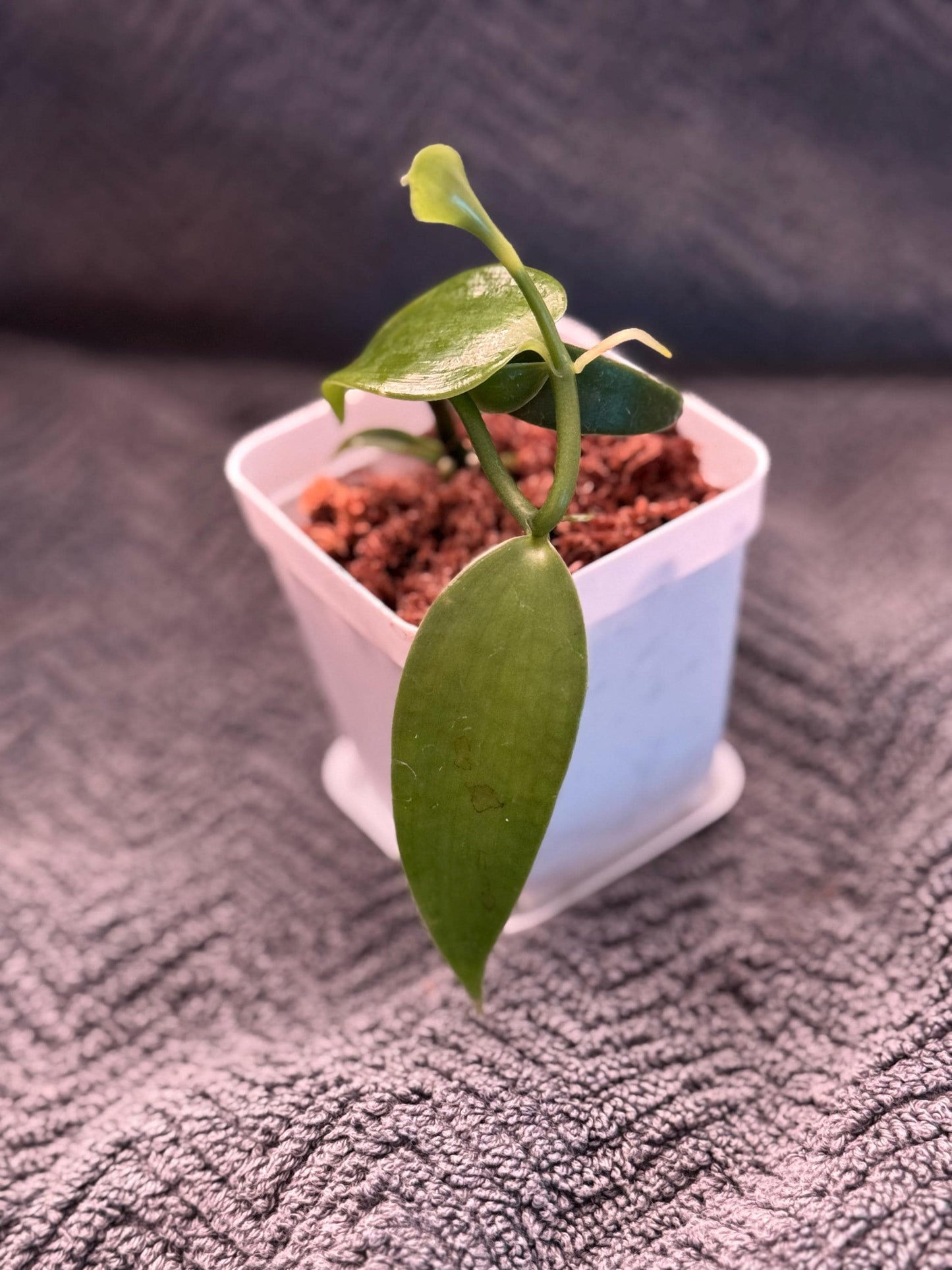 Vanilla Orchid | Actual Vanilla Bean Plant