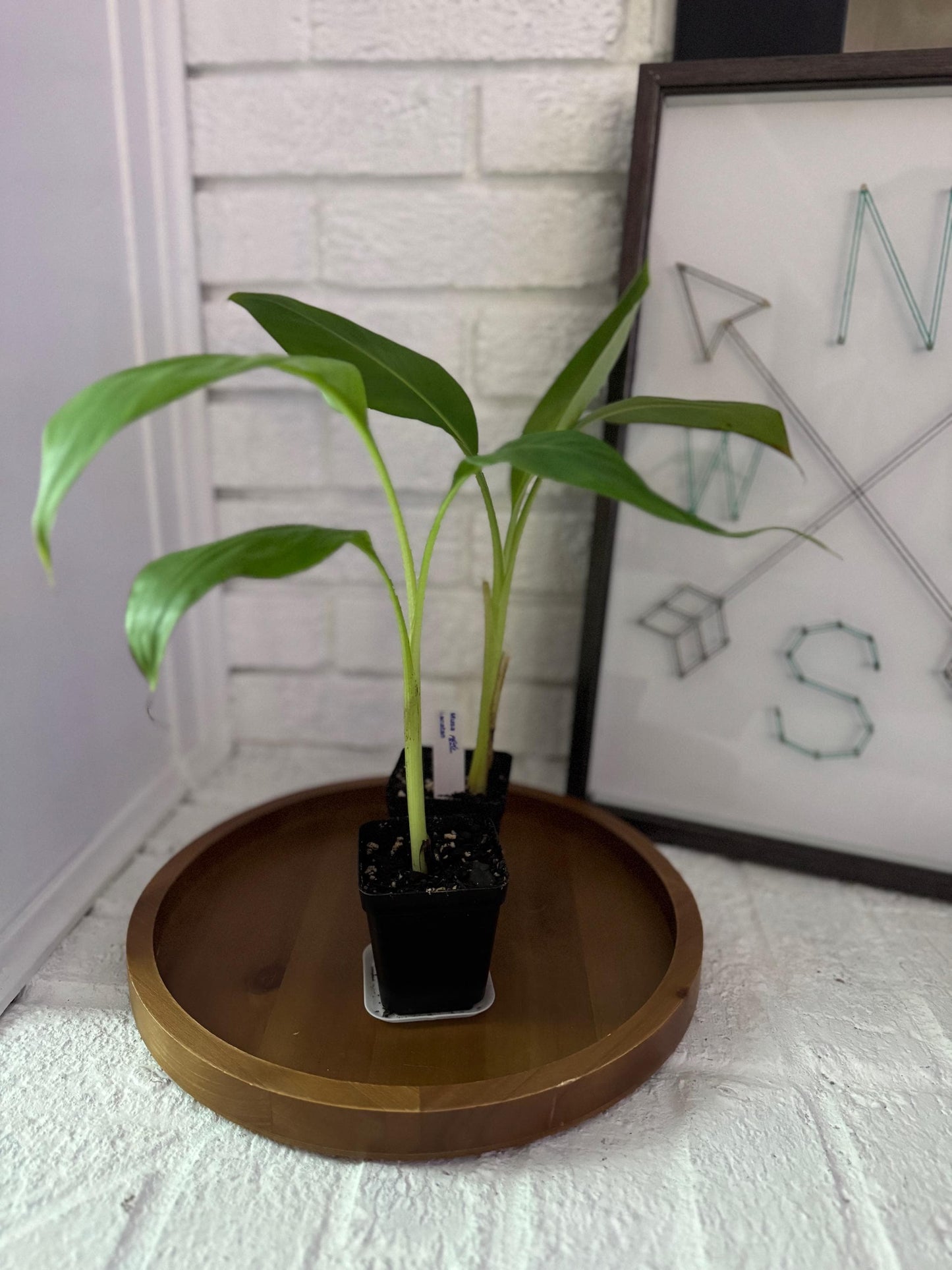 Lakatan “Golden” Banana Plant (Lacatan)