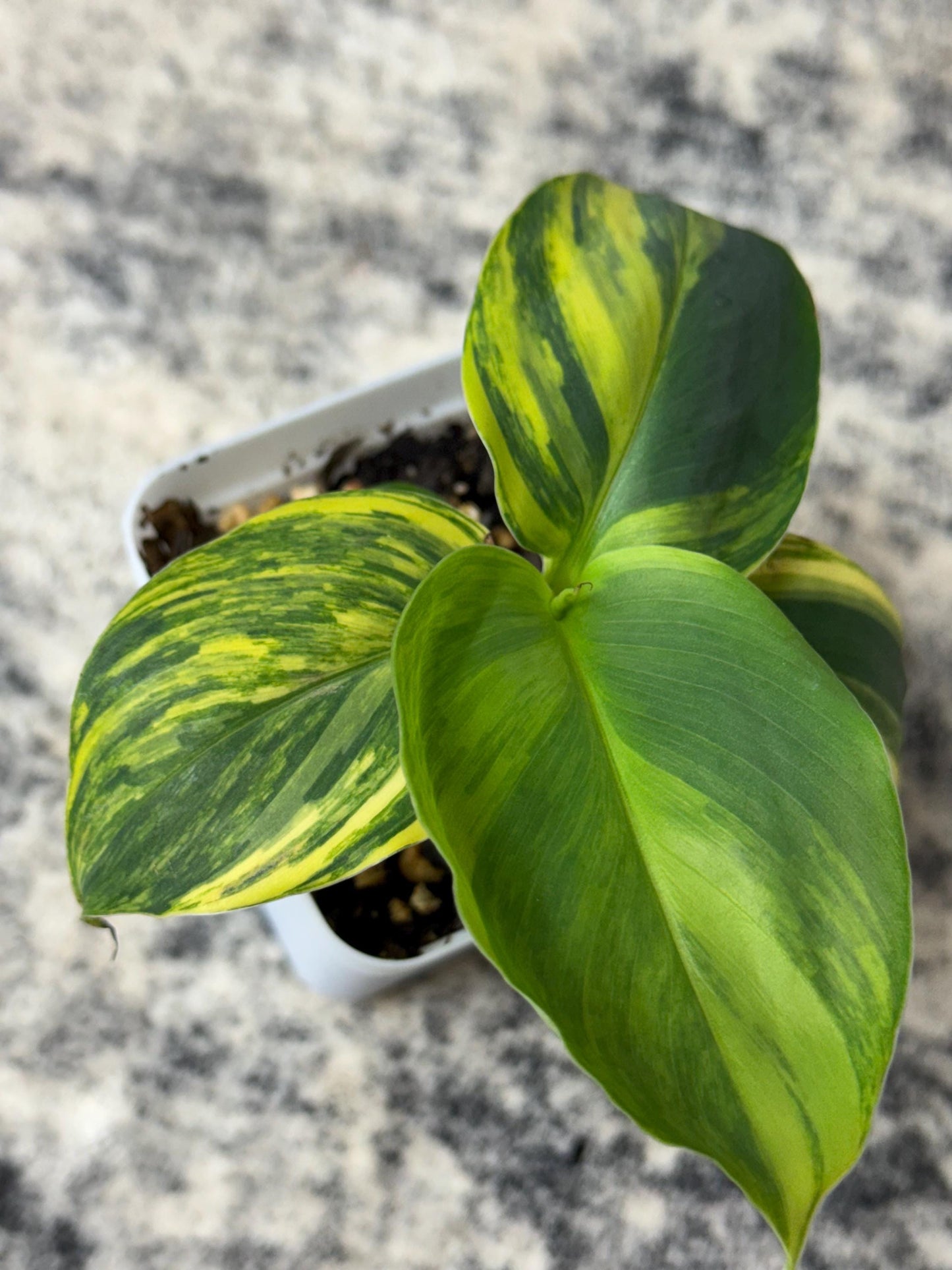 Musa "Aurea" Variegated (Extremely Rare)