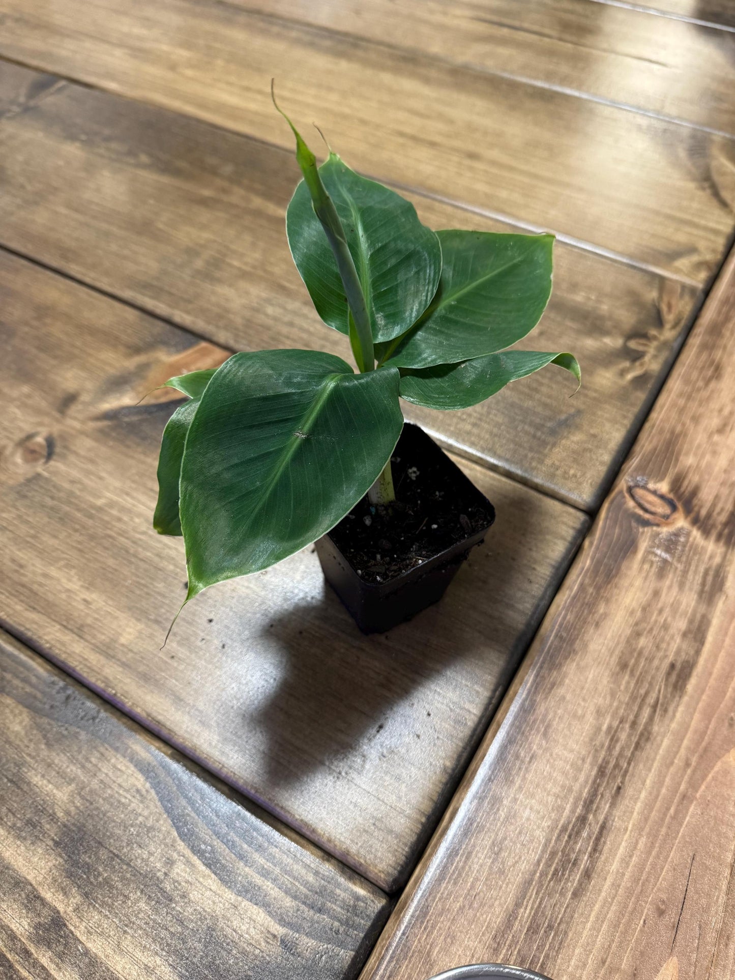 Truly Tiny Banana Plant | Dwarf Fruit-Producing Musa