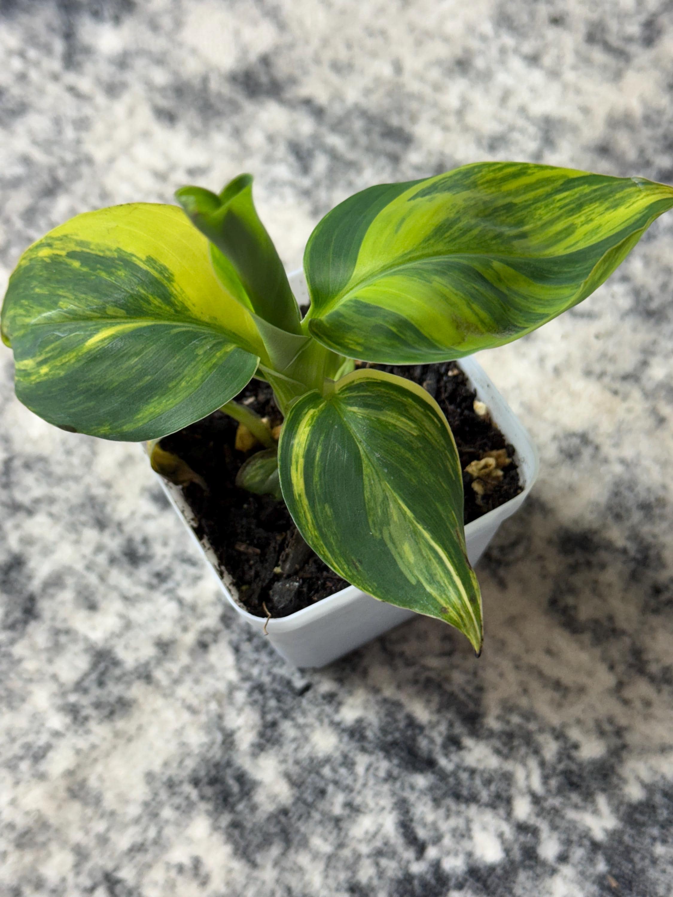 Musa 
