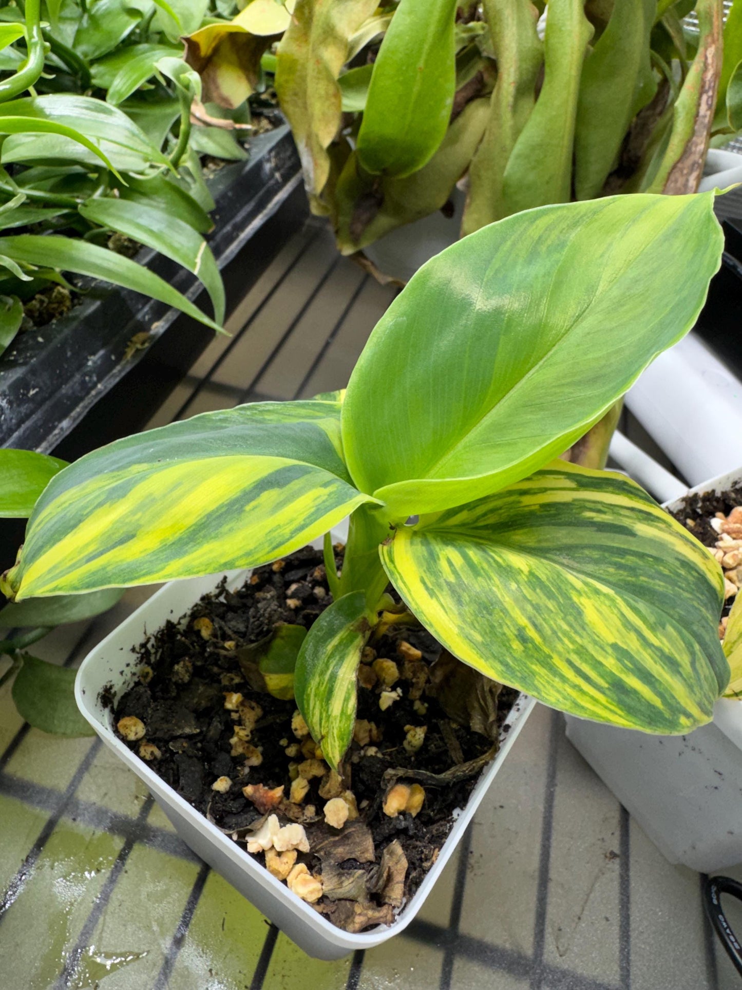Musa "Aurea" Variegated (Extremely Rare)