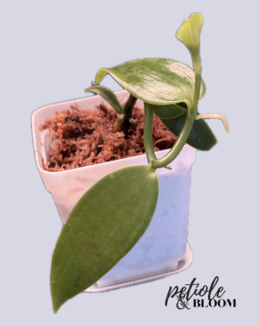 Vanilla Orchid | Actual Vanilla Bean Plant