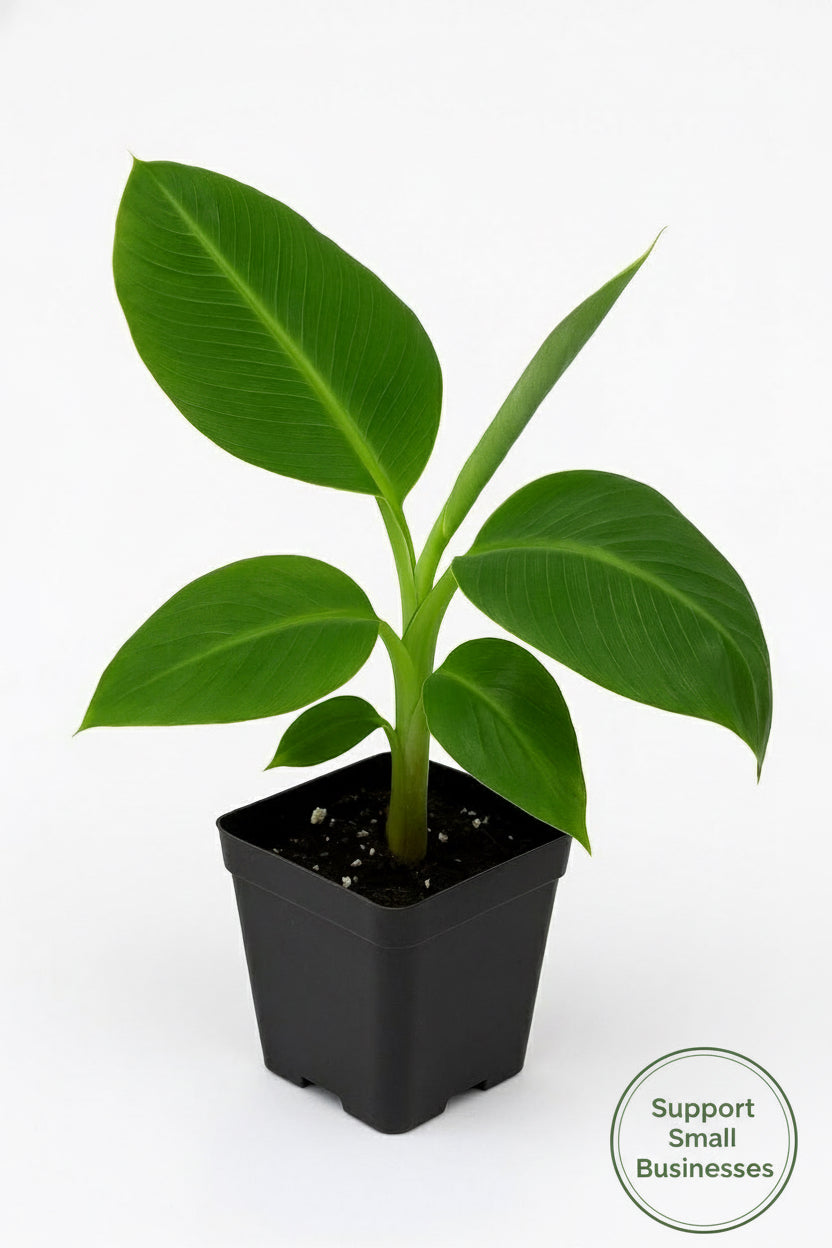 Truly Tiny Banana Plant | Dwarf Fruit-Producing Musa