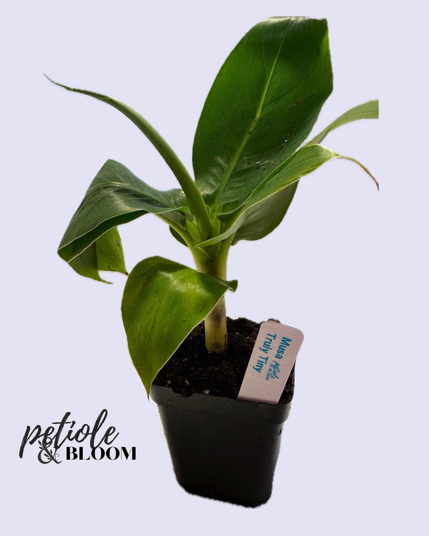 Truly Tiny Banana Plant | Dwarf Fruit-Producing Musa