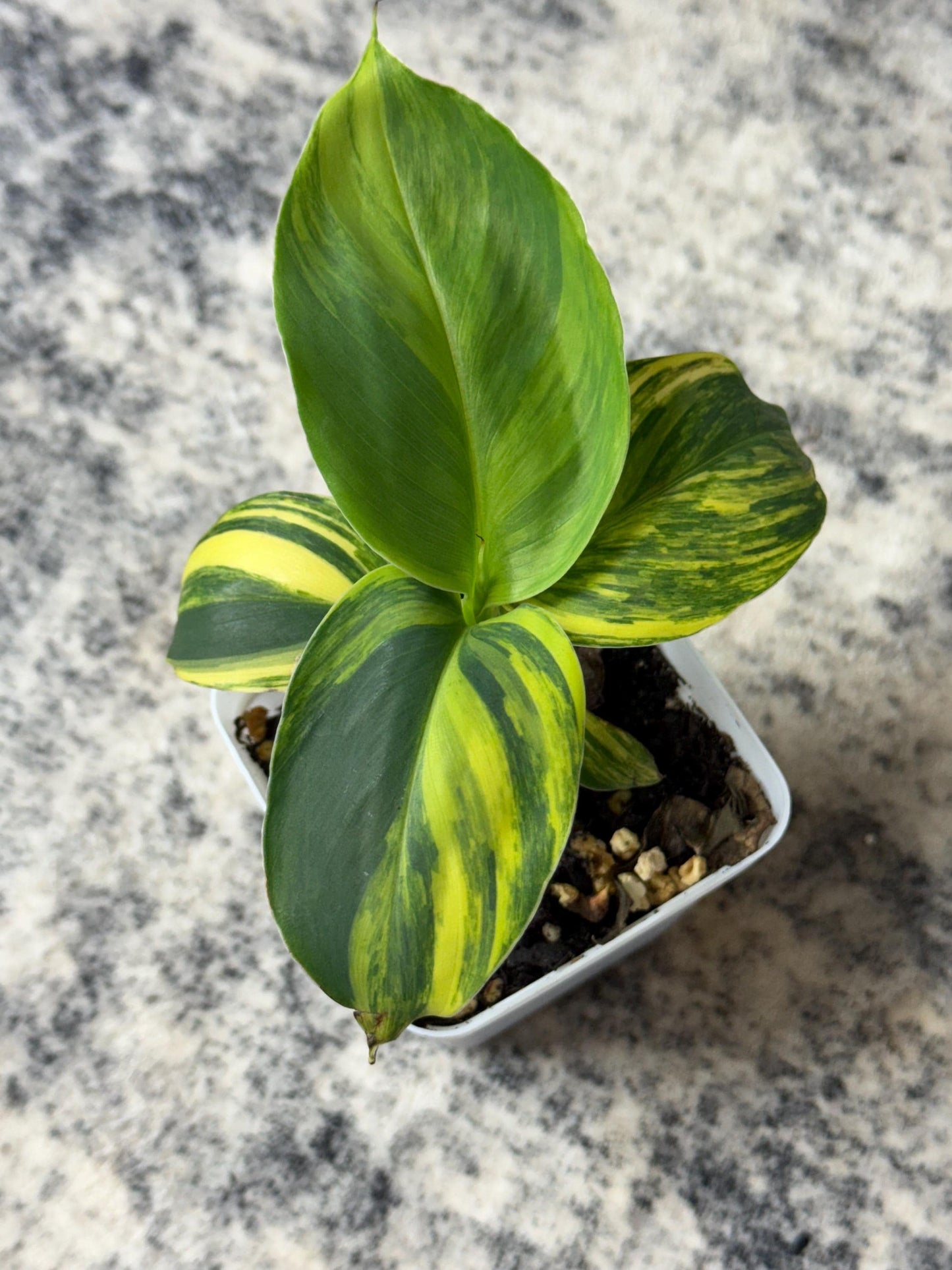 Musa "Aurea" Variegated (Extremely Rare)