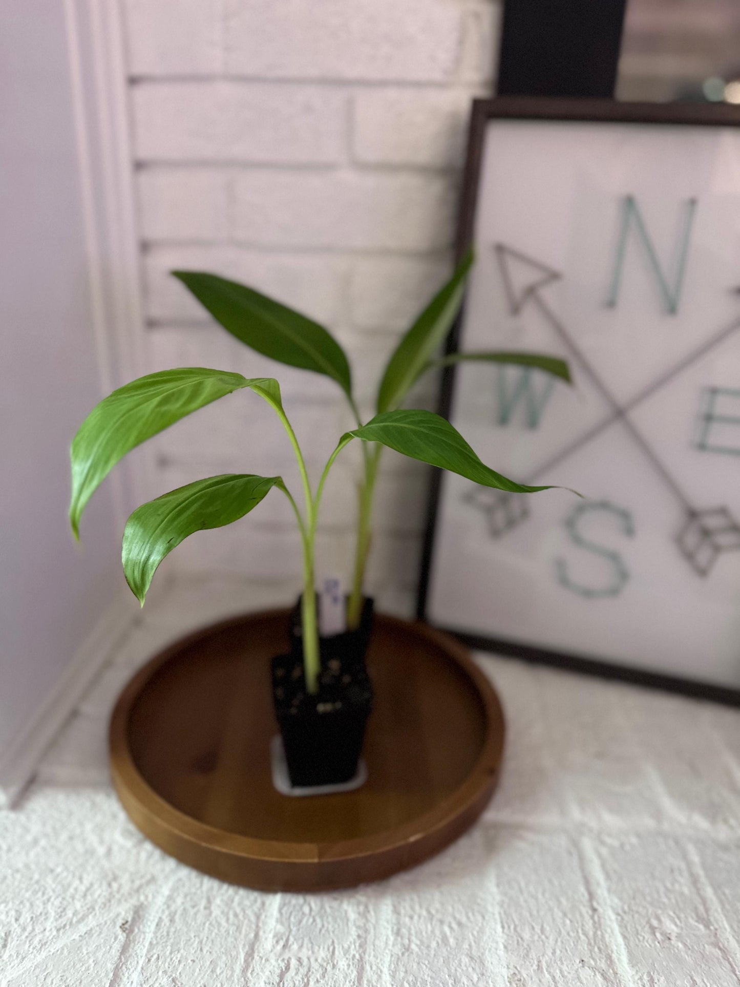 Lakatan “Golden” Banana Plant (Lacatan)