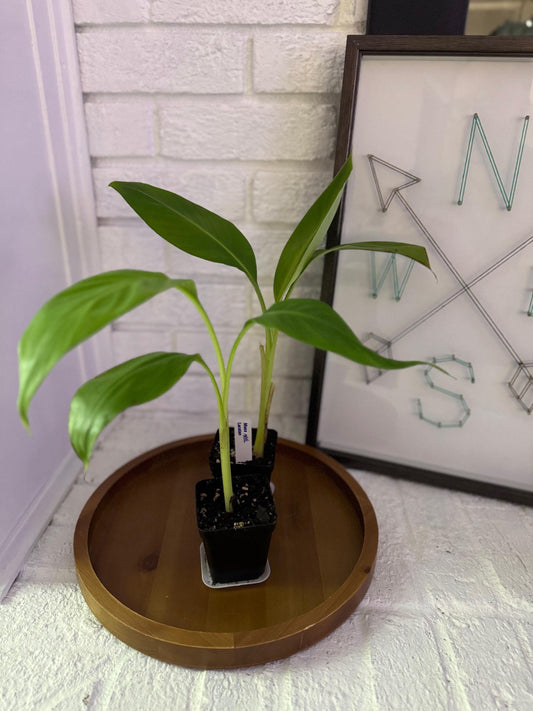 Lakatan “Golden” Banana Plant (Lacatan)