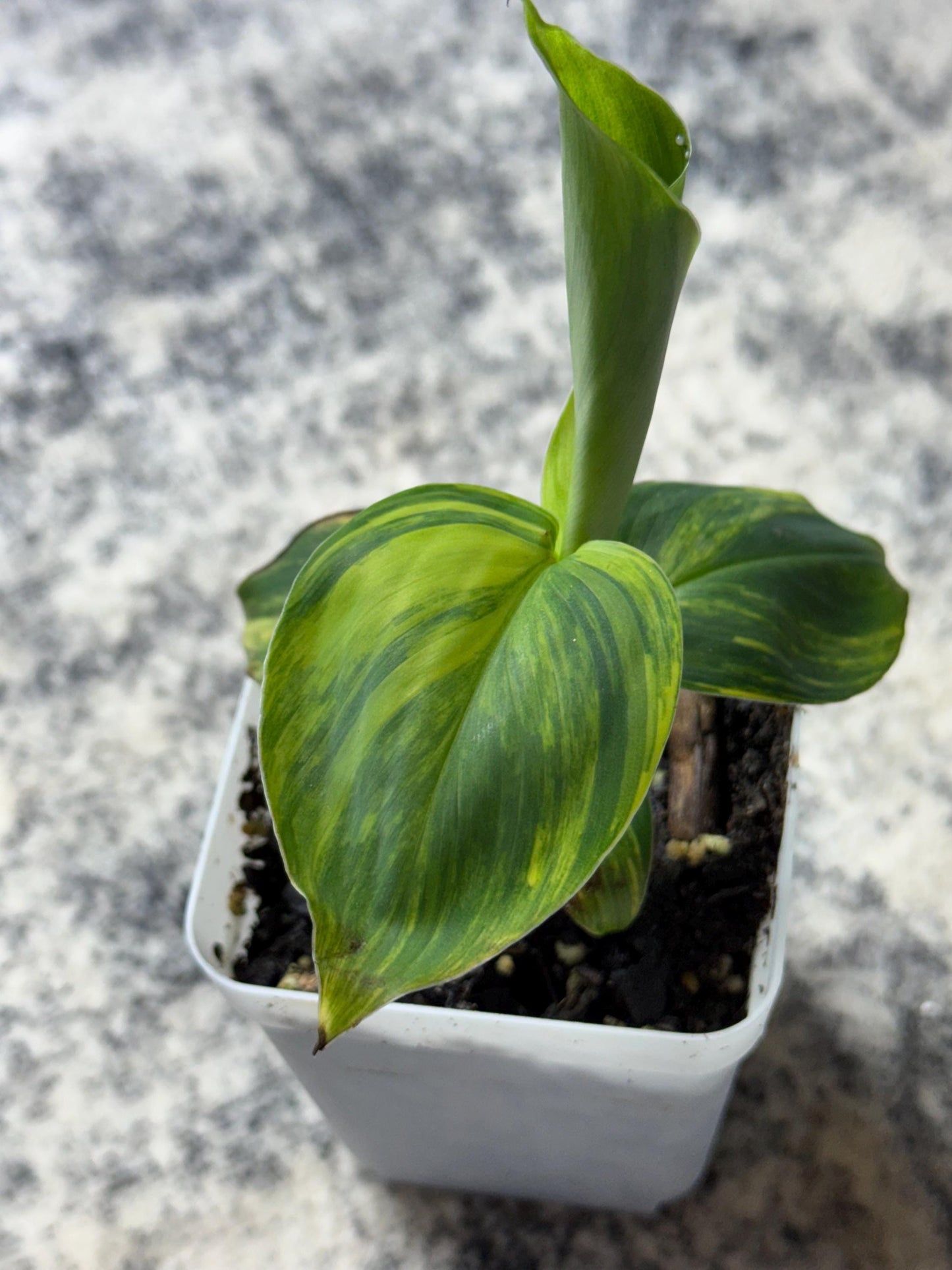 Musa "Aurea" Variegated (Extremely Rare)