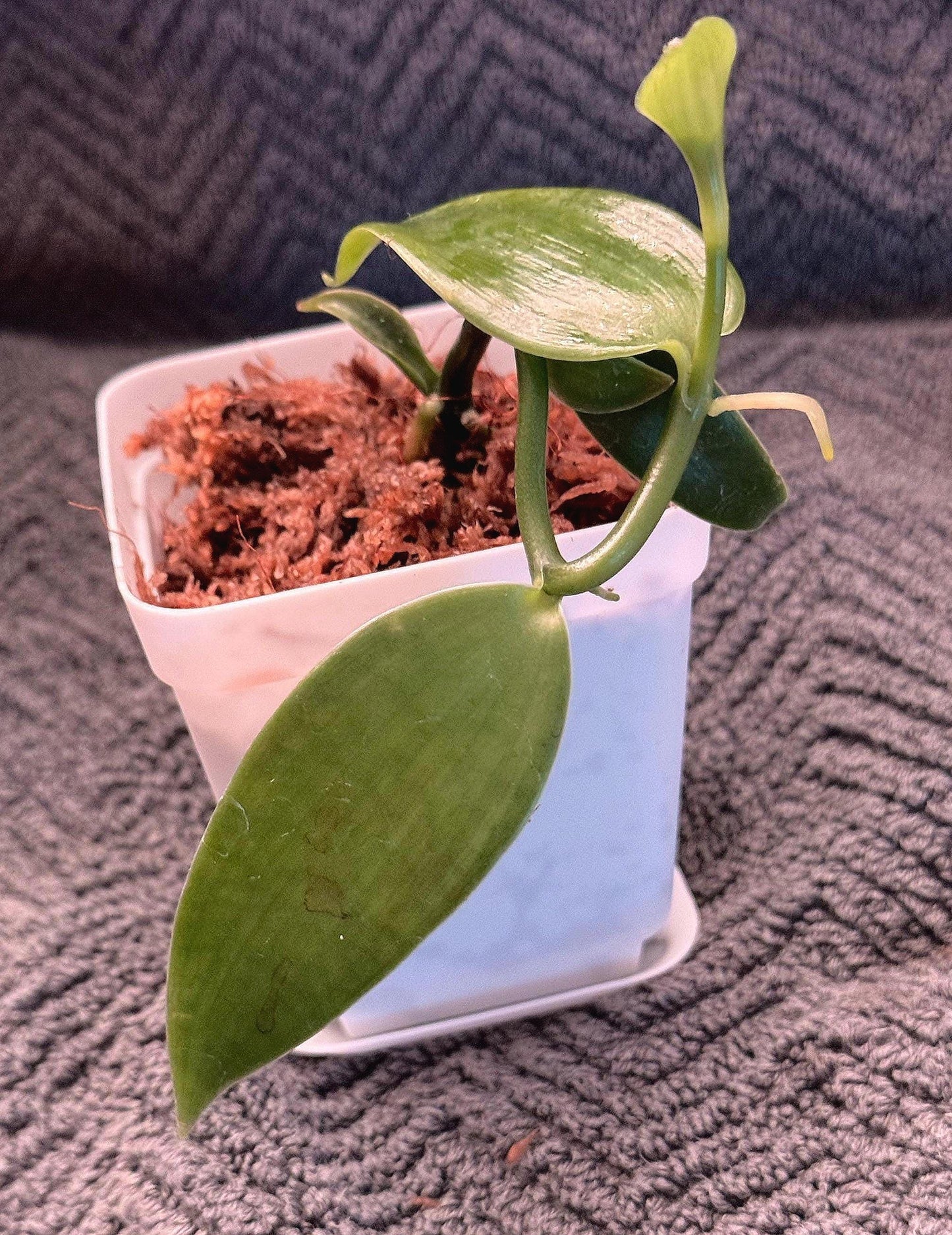 Vanilla Orchid | Actual Vanilla Bean Plant