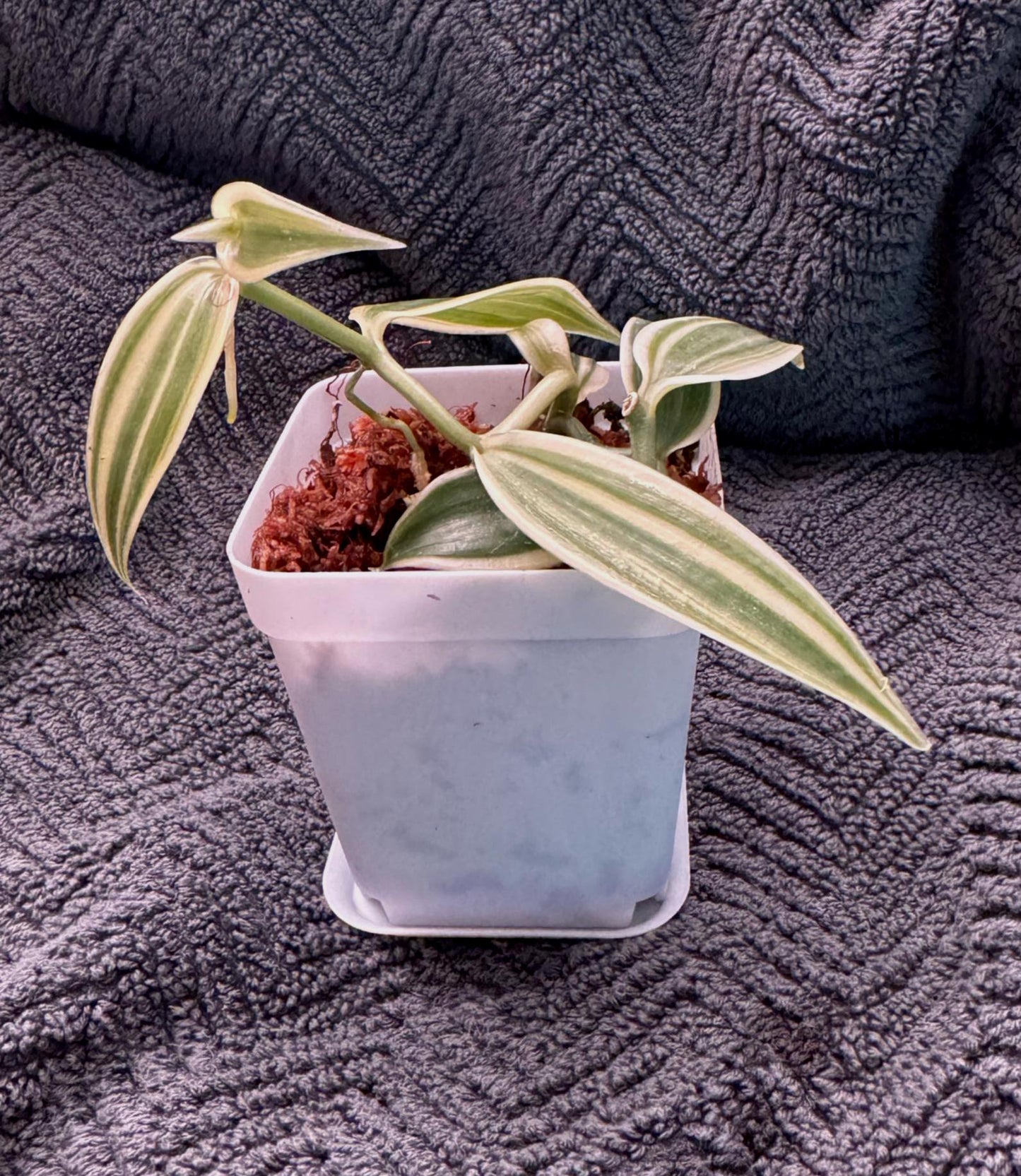 Vanilla Super Variegated Orchid | Actual Vanilla Bean Plant