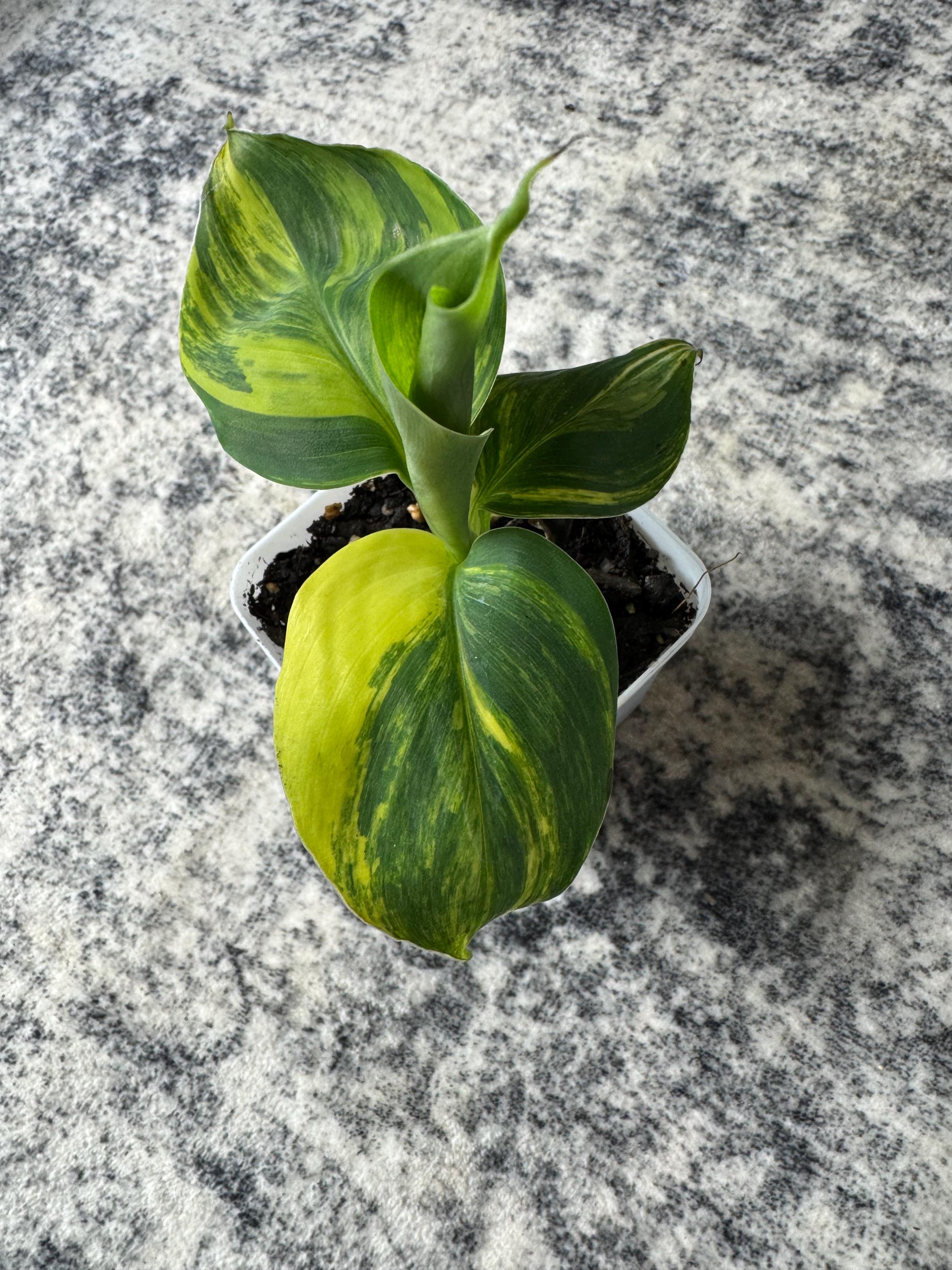 Musa 