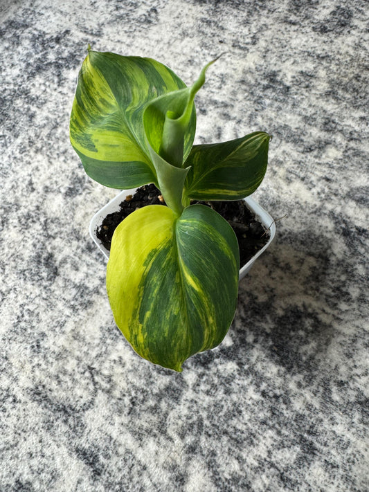 Musa "Aurea" Variegated (Extremely Rare)