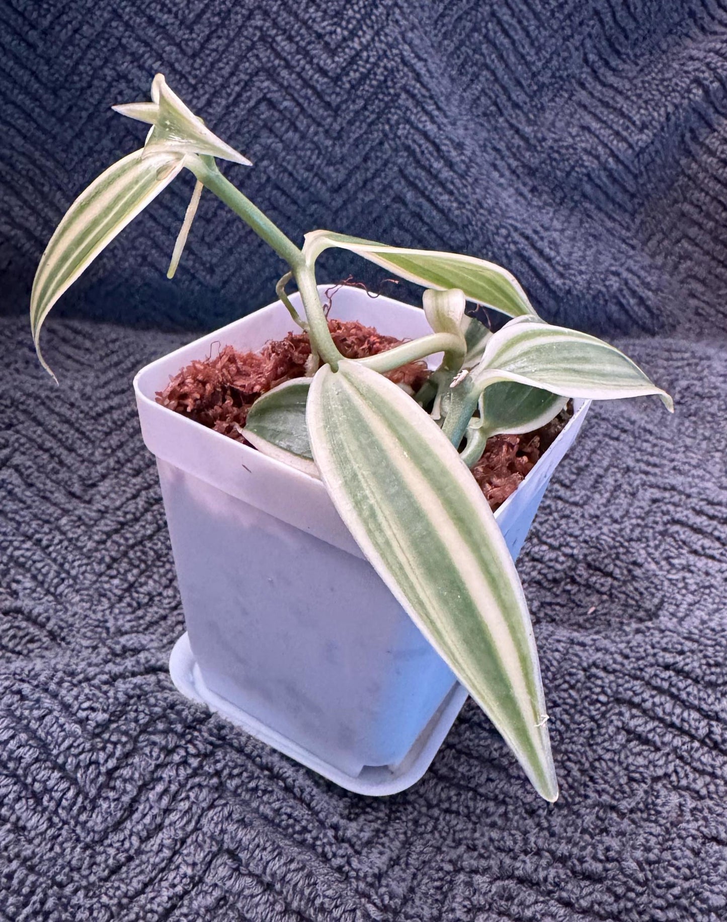 Vanilla Super Variegated Orchid | Actual Vanilla Bean Plant