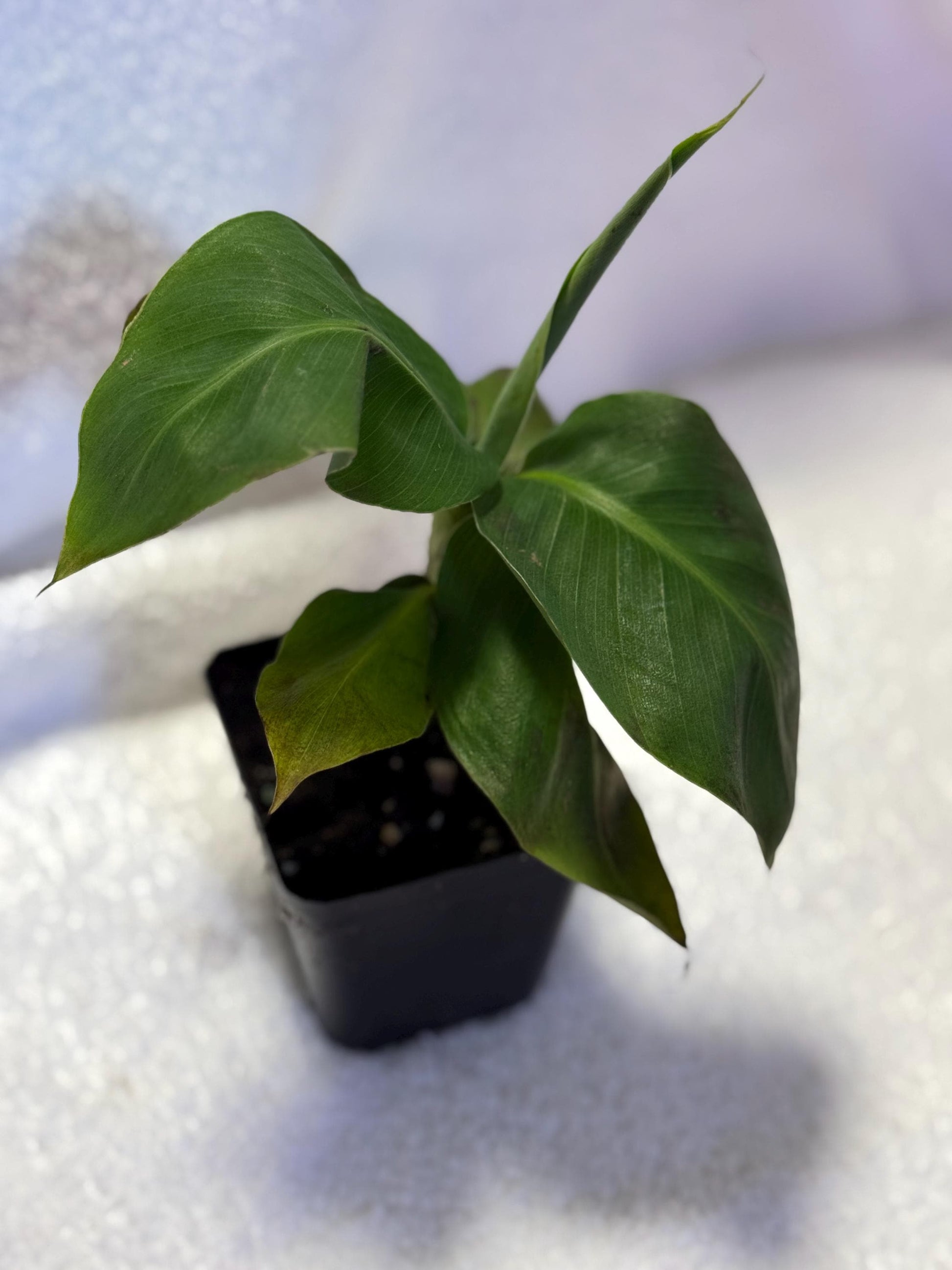mini banana plant indoor Truly Tiny Banana Plant
