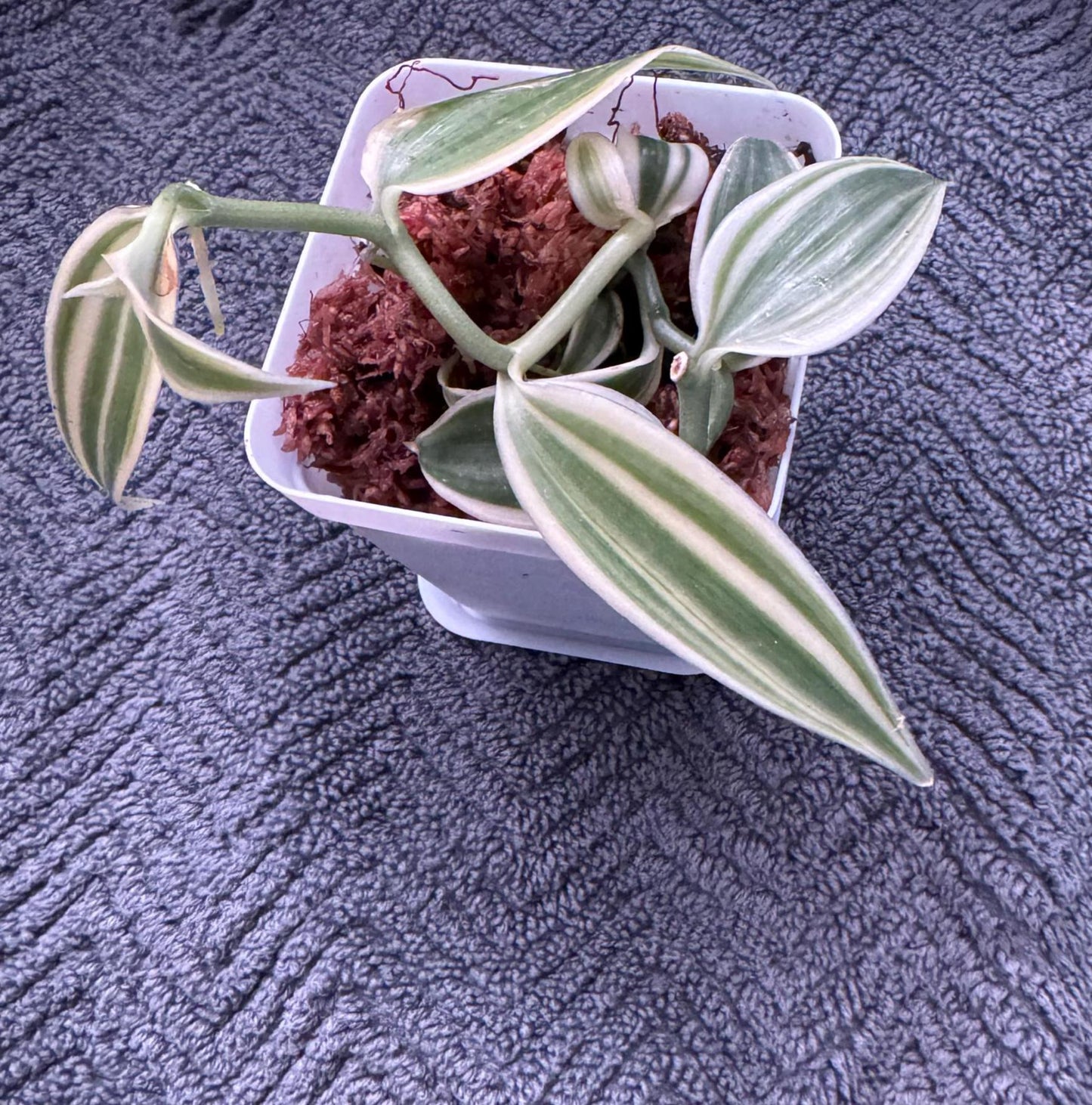 Vanilla Super Variegated Orchid | Actual Vanilla Bean Plant