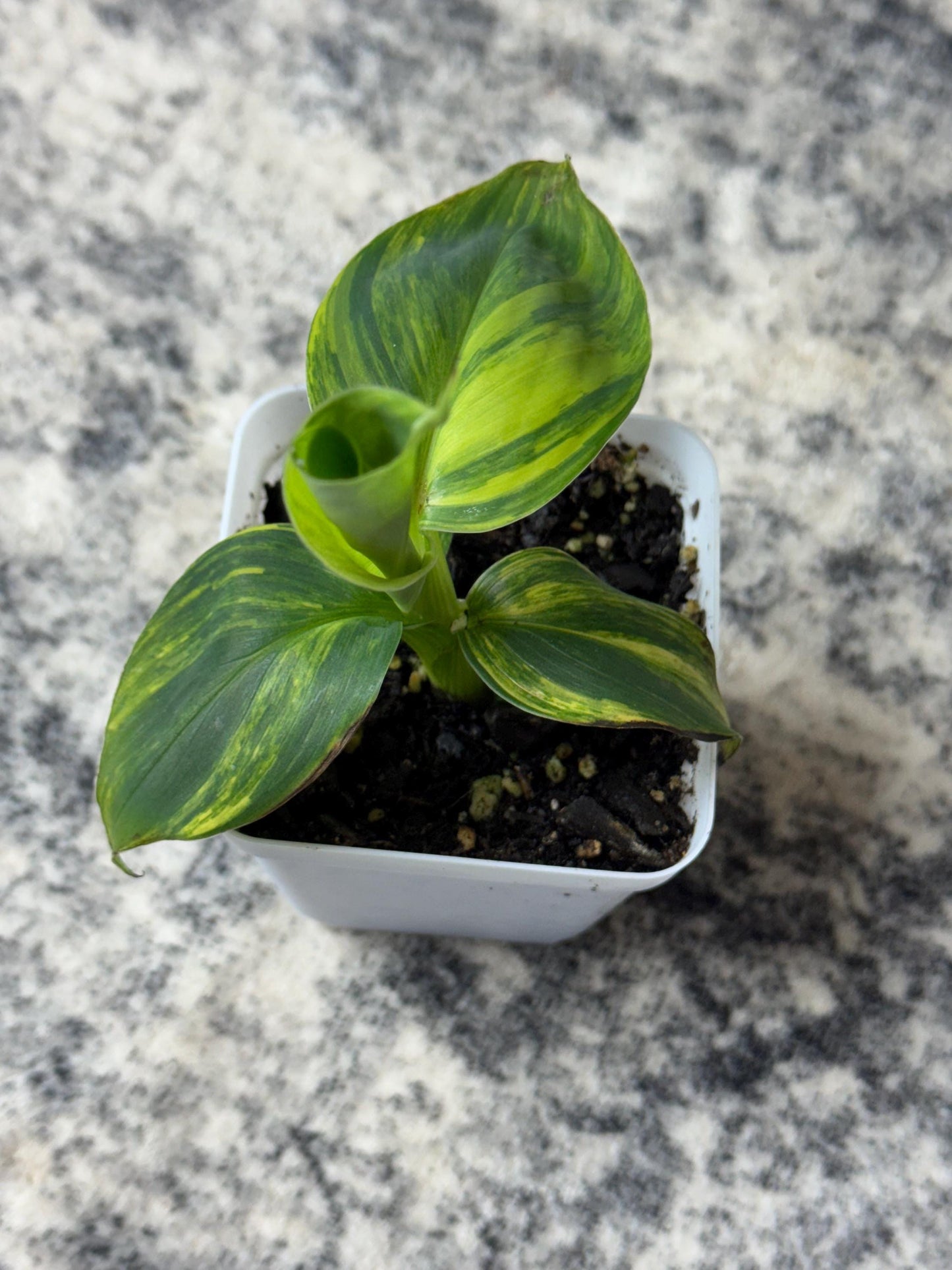 Musa "Aurea" Variegated (Extremely Rare)