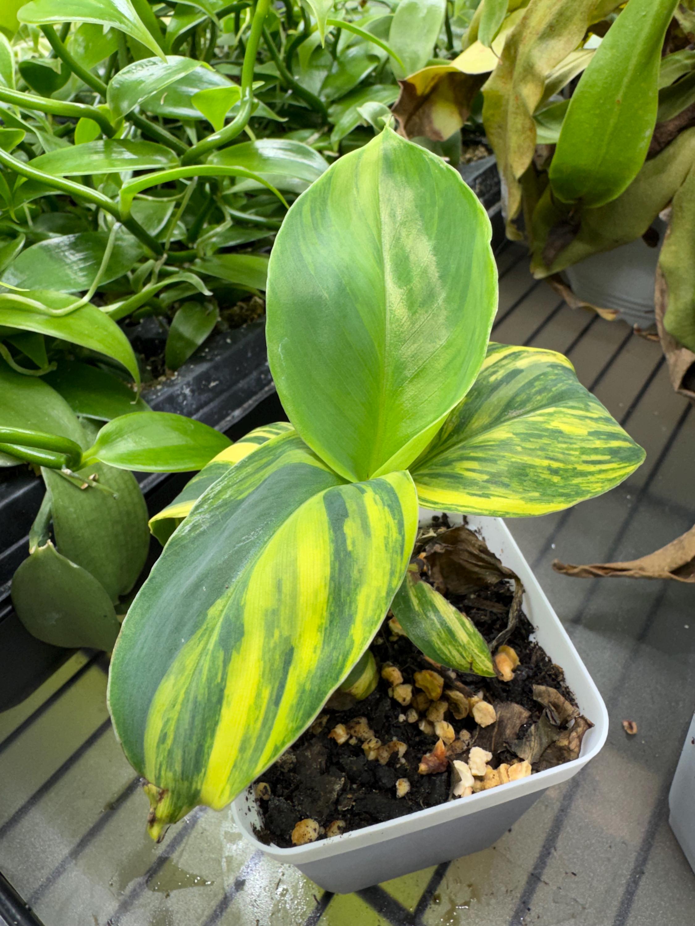 d*y様 Musa Yellow'Variegated'ムサイエローバリエガタ黄 Musa 