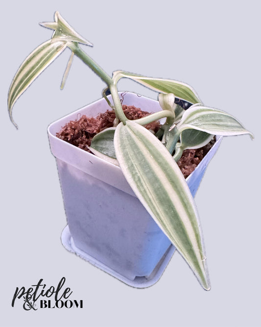 Vanilla Super Variegated Orchid | Actual Vanilla Bean Plant