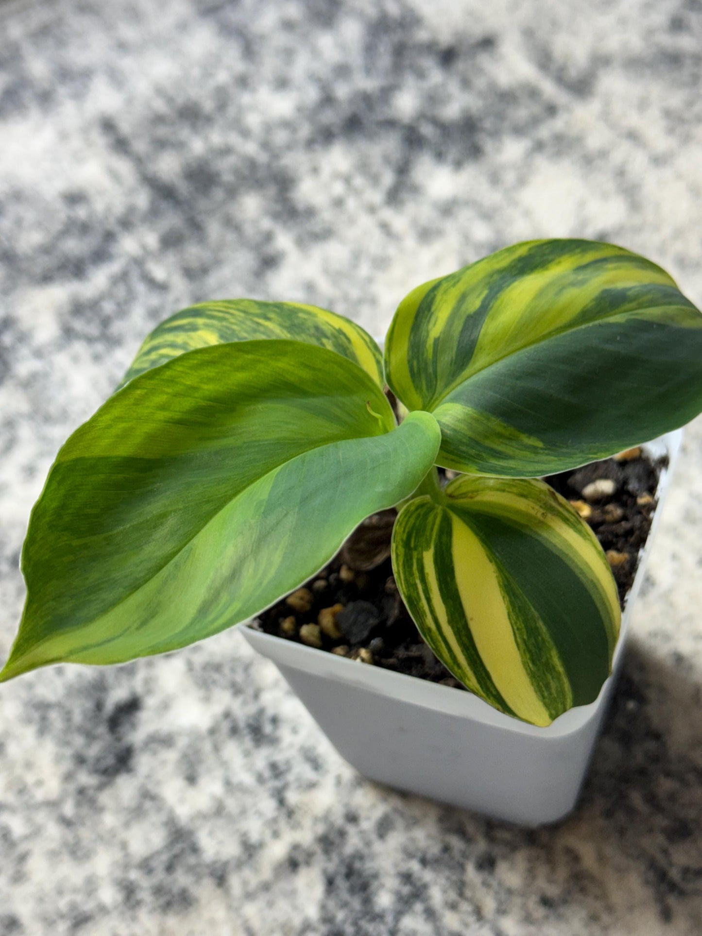 Musa "Aurea" Variegated (Extremely Rare)